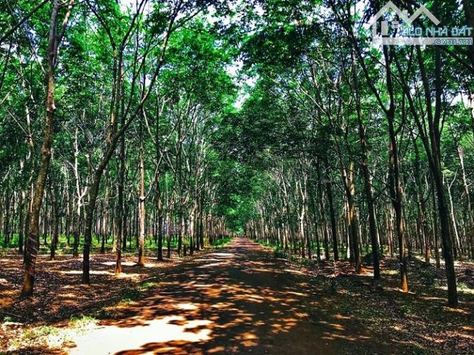 chuyển nhượng dự án 1500 hecta tiềm năng trồng cao su, dược liệu, chăn nuôi, năng lượng - 1