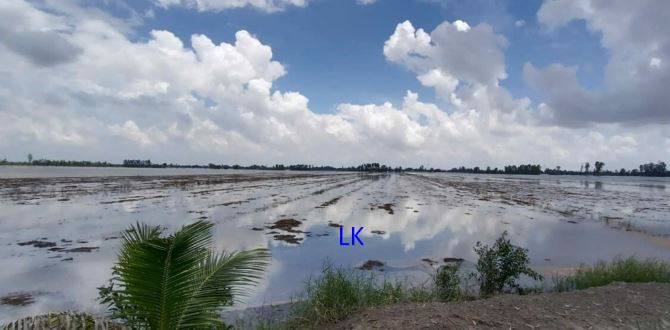 🔰 Bán đất lúa:  18.500m² (37m x 500m) 🔰 Đường đất xe máy, xã Hưng Thạnh, Tháp Mười cũ - 1