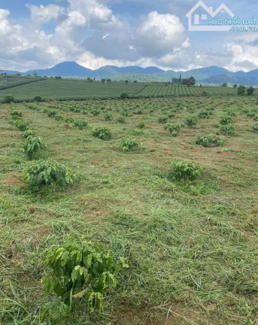SIÊU PHẨM. Bán đất B