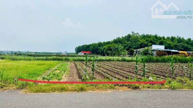 BÁN ĐẤT XÃ ĐẤT ĐỎ - PLT ,BRVT ĐƯỜNG NHỰA TIM VÀNG GẦN QL55 VÀ KCN ĐẤT ĐỎ - 1