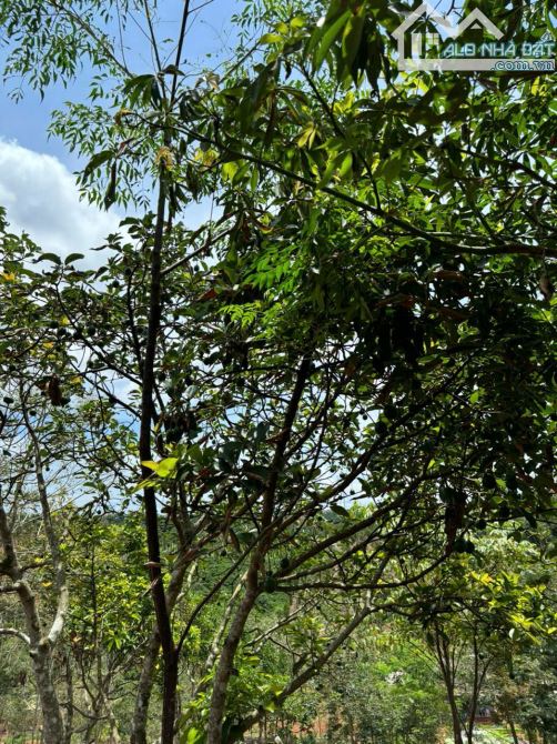 Bán đất 9000m2 tại Quốc lộ 14, Xã Thuận Hạnh, Dăk Song, Đắk Nông, chỉ với 1,5 tỷ - 16