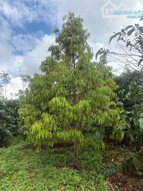 🌳 4,3sào đất hẻm chính Vũ Lăng ngay khu dân cư - 2