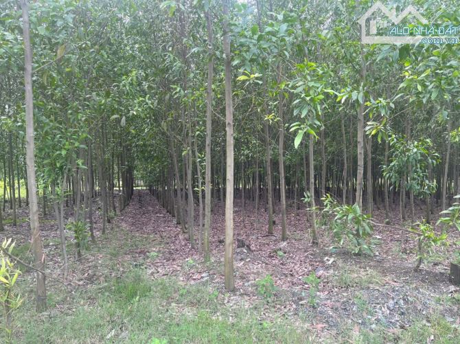 Cần bán 2 sào Thiện Tân ( Phường Trảng Dài mới) 46x46 .Có 600 m2 tc. Đường xe cont. Sát đư - 2