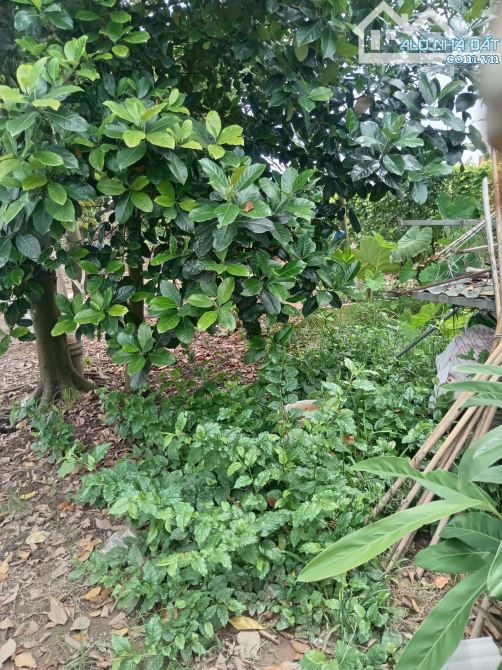 Bán 685m2 đất 50 năm Tân Phú _ Quốc Oai, liền kề khu dân cư - 2