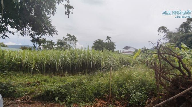 BÁN 900M FULL ĐẤT Ở  VIEW CÁNH ĐỒNG  LÚA CHÍN THOÁNG VĨNH VIỄN  CAO PHONG HB - 2