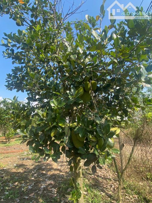 🌳 BÁN MẢNH VƯỜN TRỒNG CÂY ĂN TRÁI 500m2 – TRỊ AN ĐỒNG NAI 🌳 - 2