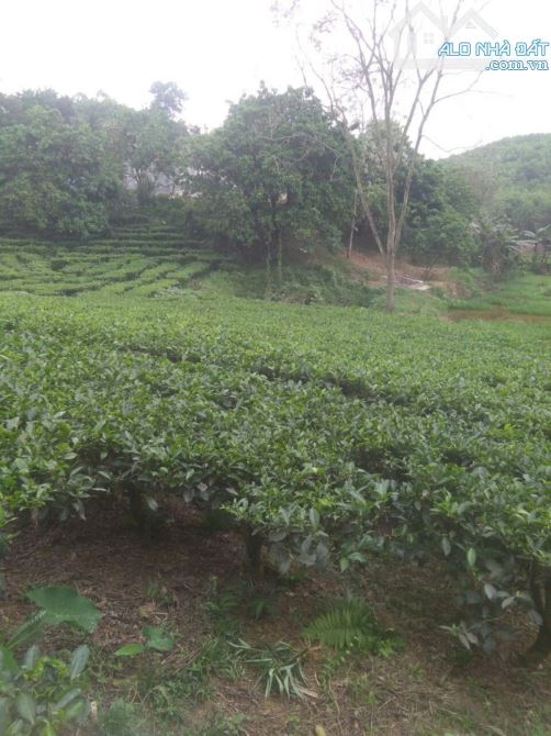 Cần bán đất nghỉ dưỡng Cao Dương, Hòa Bình: - 2