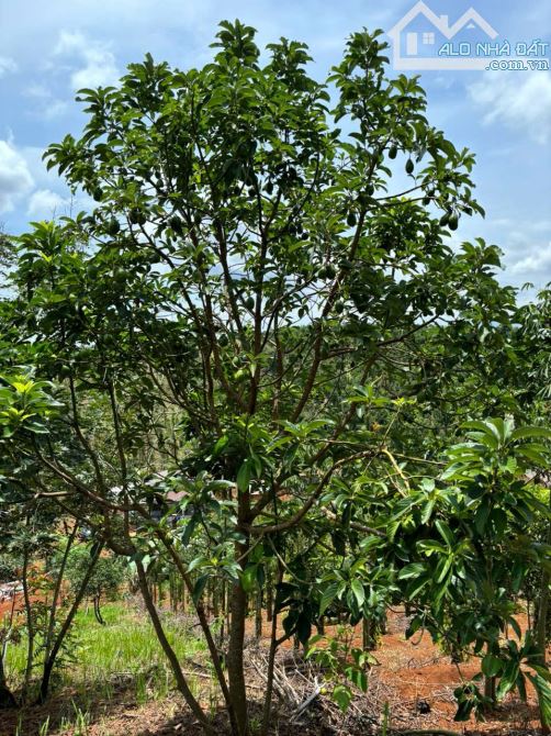 Bán đất 9000m2 tại Quốc lộ 14, Xã Thuận Hạnh, Dăk Song, Đắk Nông, chỉ với 1,5 tỷ - 27