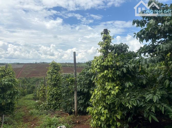 🌳 4,3sào đất hẻm chính Vũ Lăng ngay khu dân cư - 3
