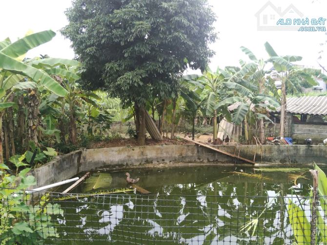 BÁN 900M FULL ĐẤT Ở  VIEW CÁNH ĐỒNG  LÚA CHÍN THOÁNG VĨNH VIỄN  CAO PHONG HB - 3