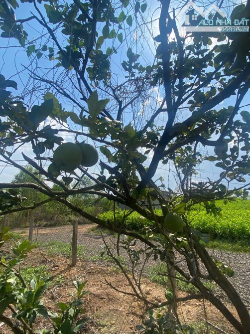 🌳 BÁN MẢNH VƯỜN TRỒNG CÂY ĂN TRÁI 500m2 – TRỊ AN ĐỒNG NAI 🌳 - 3