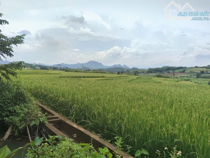 BÁN 900M FULL ĐẤT Ở  VIEW CÁNH ĐỒNG  LÚA CHÍN THOÁNG VĨNH VIỄN  CAO PHONG HB - 4