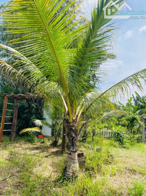 NHÀ VƯỜN VIEW SUỐI NGOẠI Ô BUÔN MA THUỘT THÔN 6 XÃ HOÀ KHÁNH - Loctran - 7