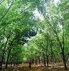 chuyển nhượng dự án 1500 hecta tiềm năng trồng cao su, dược liệu, chăn nuôi, năng lượng