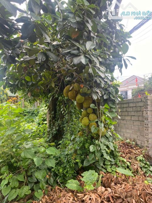 1068m2 sổ hồng riêng, 3 ô tô tránh, sát Quốc lộ 21, gần chợ Hòa Lạc và trường học, GIÁ RẺ - 2