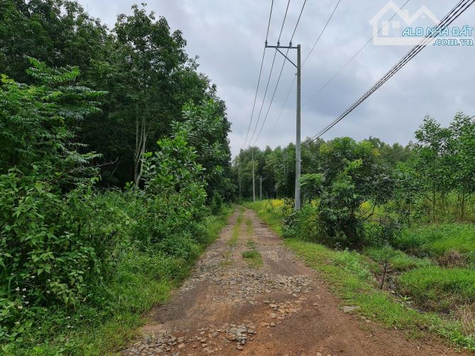 Bán 2 mẫu đất hiện trồng Cao Su có 250 m mặt tiền đường phù hợp phân lô hay trang trại - 1