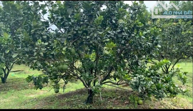 Giá 8,5 tỷ. Bán 6,600m² vườn bưởi đang thu xã Bình Lợi cũ, huyện Vĩnh Cữu. SHR. Đường ôtô - 2