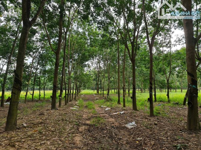 Bán 2 mẫu đất hiện trồng Cao Su có 250 m mặt tiền đường phù hợp phân lô hay trang trại - 2