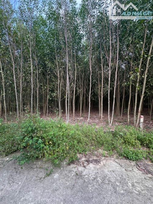 Bán đất vườn Diên Đồng giá rẻ mặt đường bê tông oto tới nơi - 2