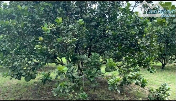 Giá 8,5 tỷ. Bán 6,600m² vườn bưởi đang thu xã Bình Lợi cũ, huyện Vĩnh Cữu. SHR. Đường ôtô - 3