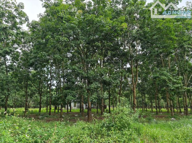 Bán 2 mẫu đất hiện trồng Cao Su có 250 m mặt tiền đường phù hợp phân lô hay trang trại - 3