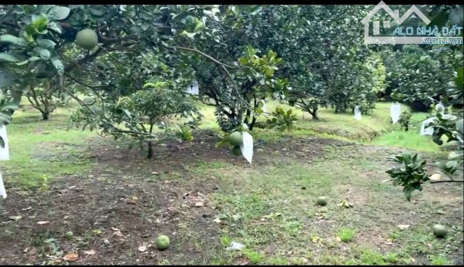Giá 8,5 tỷ. Bán 6,600m² vườn bưởi đang thu xã Bình Lợi cũ, huyện Vĩnh Cữu. SHR. Đường ôtô - 4