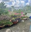 1500m2( 28x55) Nhà vườn mặt nhựa Ấp 2 qua Ấp 3 Bình Lộc. 3,5 tỷ