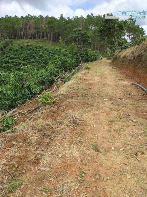 2,5 hecta Đất Cà phê Xã Ninh Gia, cà đẹp - 1