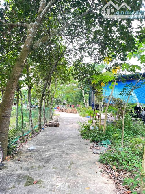 🏡 BLOCK F0 – TÂN MỸ, PHONG MỸ 💥 Ngay khu dân cư – Giá chỉ từ 1xx triệu/lô - 2