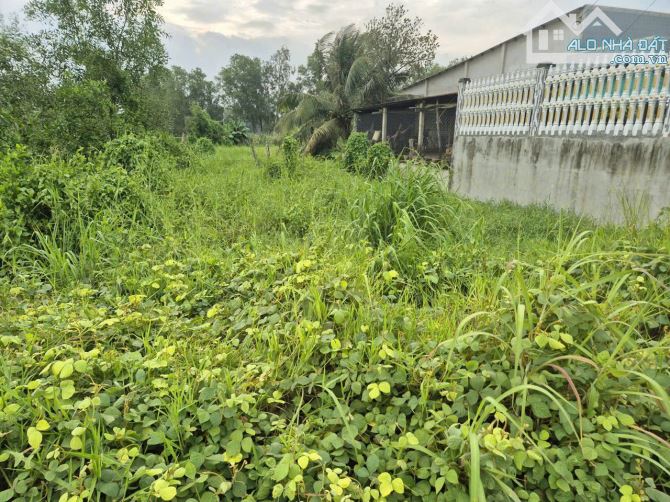 bán đất đường nhưa 19.2x64 (1245m2) ,xã Tân phú, Huyện Đức Hòa, Long An.