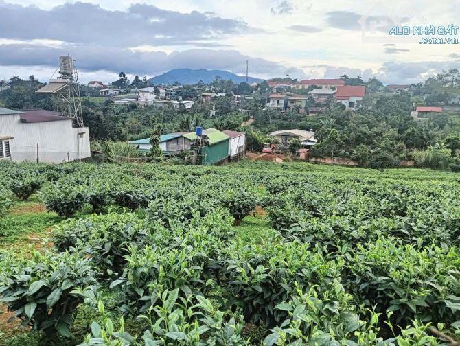 💯💯Bán Vườn đẹp ngay Phan Châu Trinh Lộc Tiến Bảo Lộc. Quy hoạch thổ cư