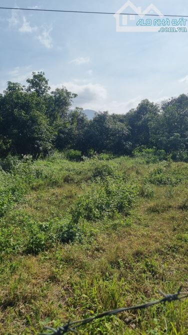 Cần bán 2535m đất nông nghiệp Cam Thành Bắc, Cam Lâm, Khánh Hòa QH đất ở, giá 12.6 tỷ - 3