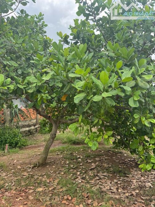 3643m2 đất Tân Lợi Suối bao quanh đất giá 650tr - 3