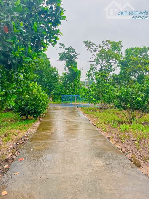 Nhà vườn đẹp sẵn 300m2 thổ cư diện tích đất tới 6.597m2, mặt tiền nhựa 55m - 4
