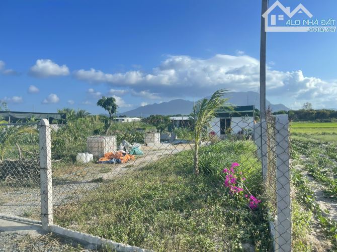 Cần bán 2000m đất nông nghiệp Cam Hiệp Nam, Cam Lâm, Khánh Hòa QH đất ở, giá 10 tỷ - 4