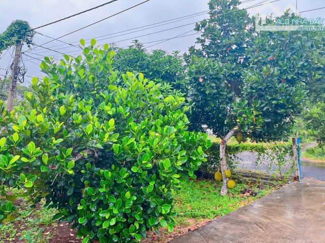 Nhà vườn đẹp sẵn 300m2 thổ cư diện tích đất tới 6.597m2, mặt tiền nhựa 55m - 5