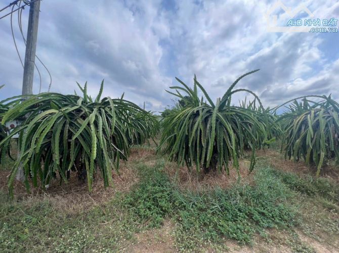 💥ĐẤT VƯỜN THANH LONG MẶT NHỰA LIÊN XÃ KẾT NỐI CAO TỐC PHAN THIẾT - DẦU GIÂY - 3