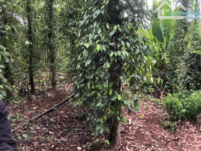 Bán đất Đá Bạc 1 mẫu 1 – 2 mặt tiền đường 24m – gần KCN – phủ hồng