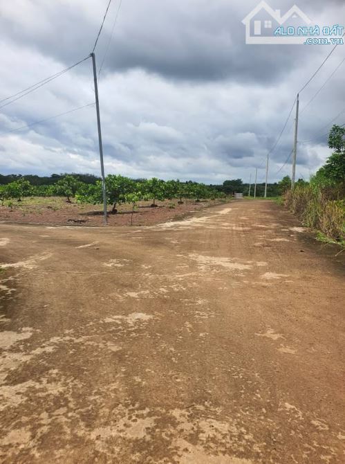 Vườn Mít xã Tân Thành, nay là phường Đồng Xoài - Đồng Nai nằm cách vòng xoay Tỉnh 4km -490
