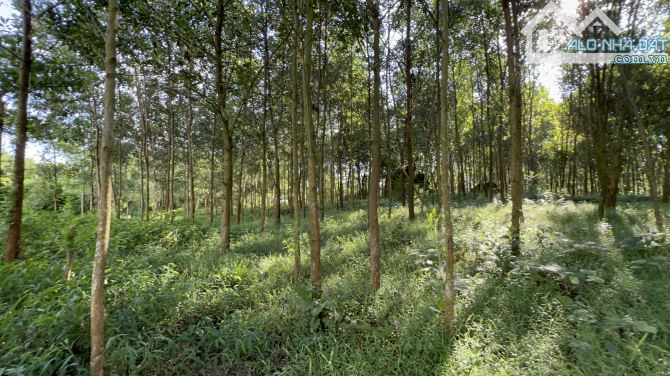 Bán đất Lạc Thuỷ, Hoà Bình 7000m2 Bám suối siêu đẹp giá rẻ chỉ có 3,5 tỷ