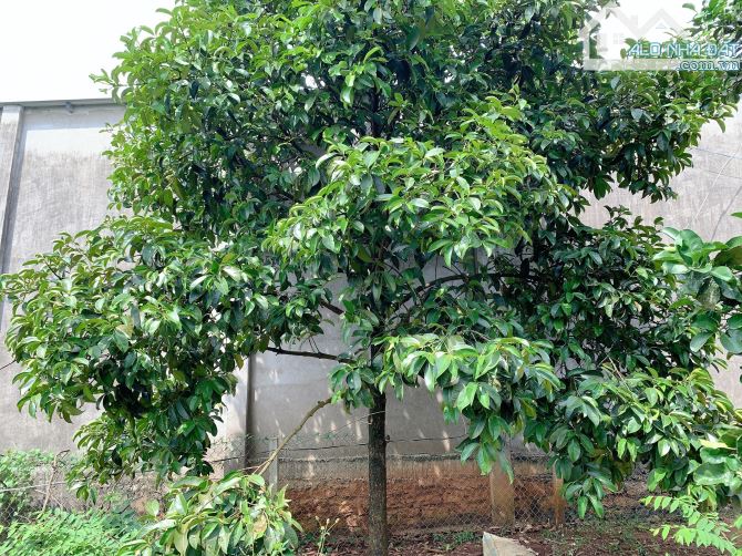 Bán khoảng 1 sào 3 (1295m2) đất xã Láng Lớn, huyện Châu Đức, BRVT.
