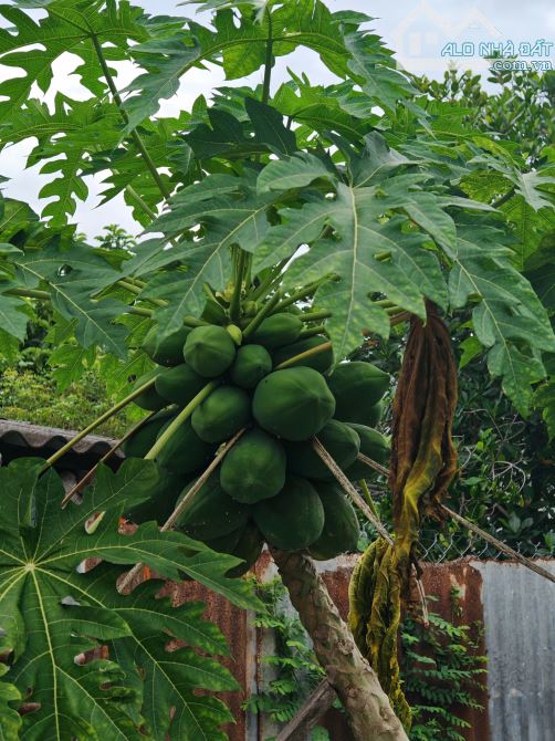 Chính chủ bán nhà mt 9m, 300m Thổ cư, kinh doanh tốt - chỉ 5 tỷ - 11
