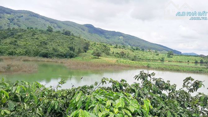 Đất hồ Kala, bán 6.7 sào đất giáp mặt nước, không bị trừ ranh hồ, cà phê tốt, đường ô tô. - 1