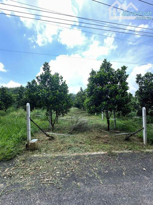 Lô đất trồng mít tại An Long - Hồ Chí Minh đường nhựa cách dh507 200m. 540m2 giá 2tr2/m2 - 1