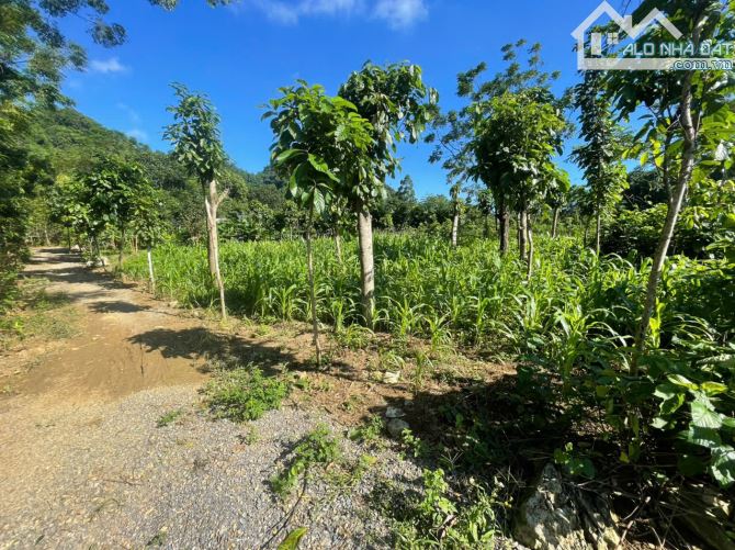 700m Full Đất Ở Trong Thung Lũng Đẹp Ví Như Mộc Châu Thu Nhỏ - 1