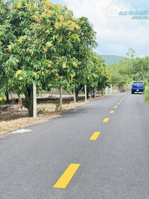 ✅LÔ ĐẤT VƯỜN THỊ TRẤN PHƯỚC HẢI - VIEW NÚI SIÊU ĐẸP   💥LÔ GÓC 1439M2 - NGANG 40x36M  - qu - 1