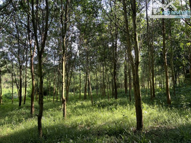 Bán đất Lạc Thuỷ, Hoà Bình 7000m2 Bám suối siêu đẹp giá rẻ chỉ có 3,5 tỷ - 1