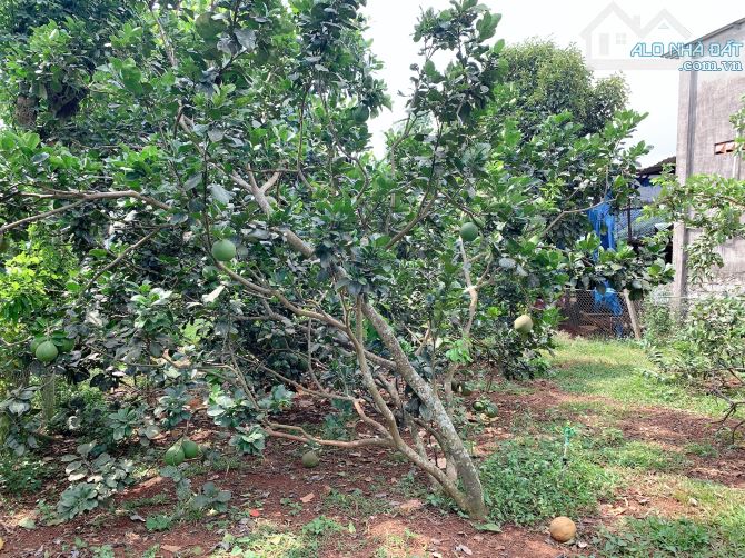 Bán khoảng 1 sào 3 (1295m2) đất xã Láng Lớn, huyện Châu Đức, BRVT. - 1