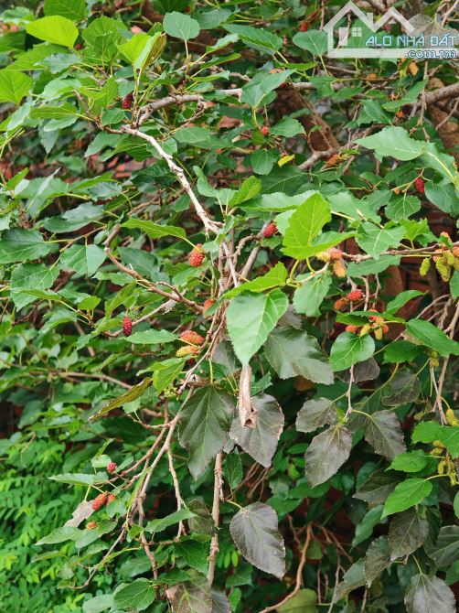 Chính chủ bán nhà mt 9m, 300m Thổ cư, kinh doanh tốt - chỉ 5 tỷ - 14