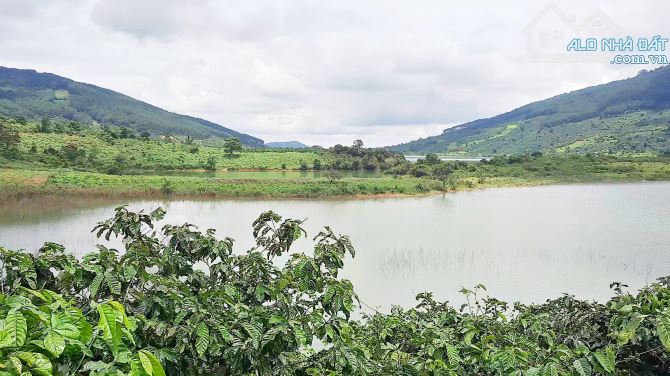 Đất hồ Kala, bán 6.7 sào đất giáp mặt nước, không bị trừ ranh hồ, cà phê tốt, đường ô tô. - 2